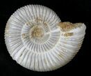 Perisphinctes Ammonite - Jurassic #22816-1